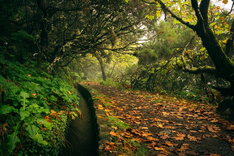 Came for the nature, stayed for the community: Ivan’s Story in Madeira
