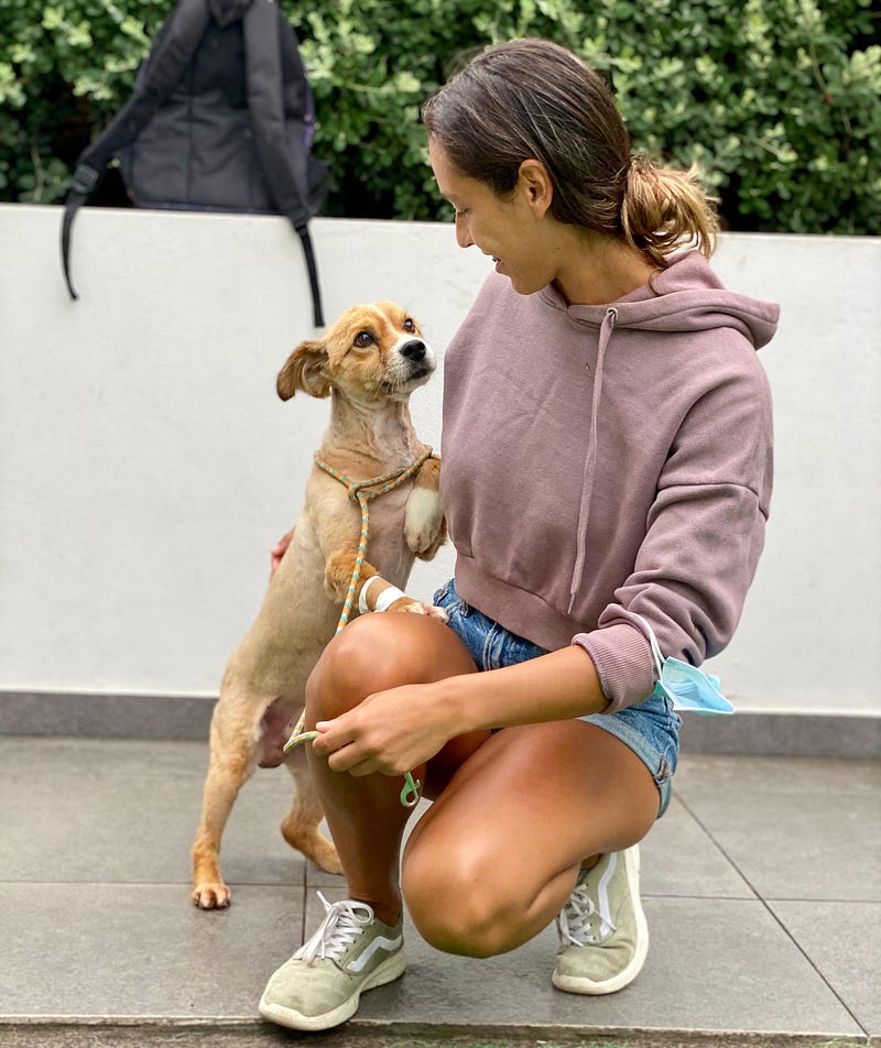 Madeira Friends host fundraiser for a non-profit animal association