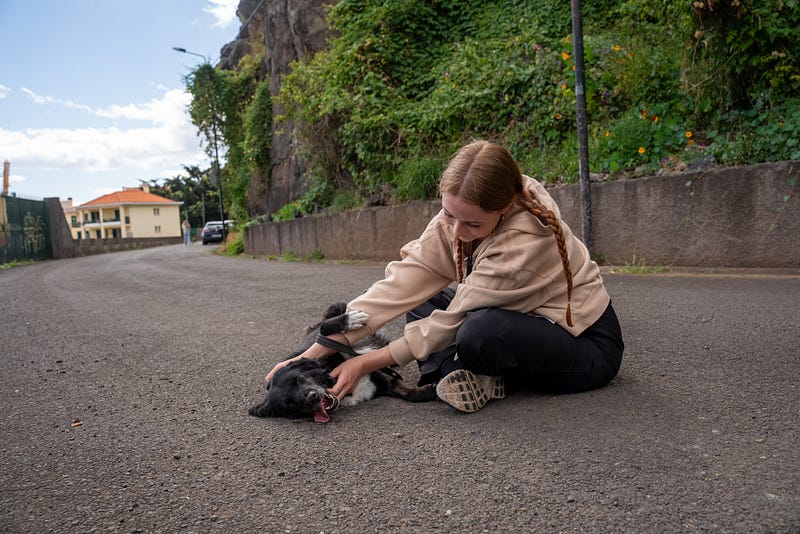 🐶 Madeira animal rescue guide