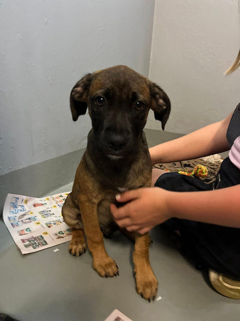 Madeira Friends visit Funchal Kennel 🐾