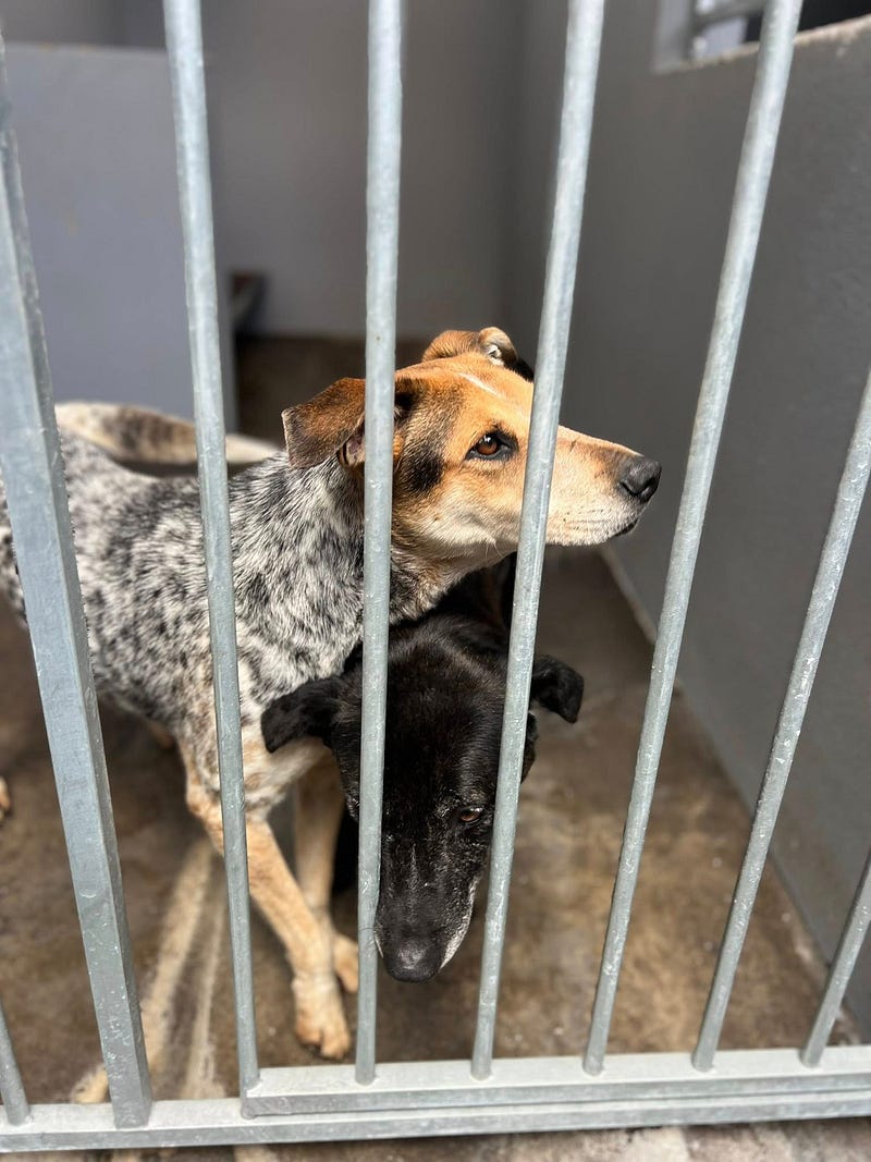 Madeira Friends visit Funchal Kennel 🐾