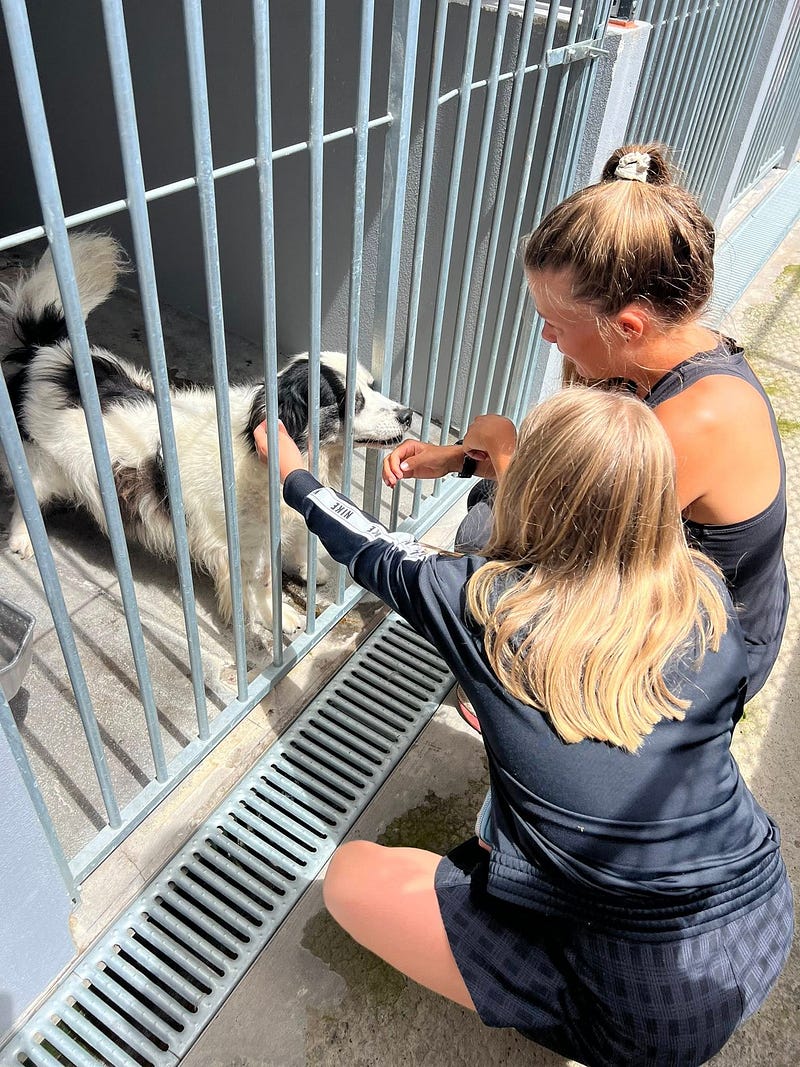 Madeira Friends visit Funchal Kennel 🐾