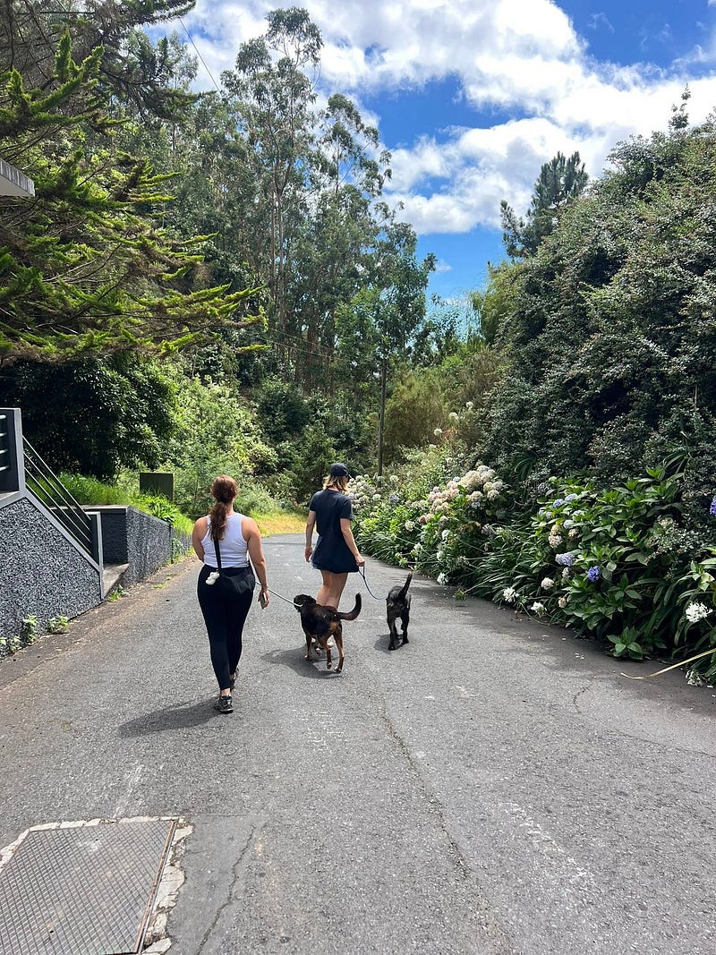 Madeira Friends visit Funchal Kennel 🐾