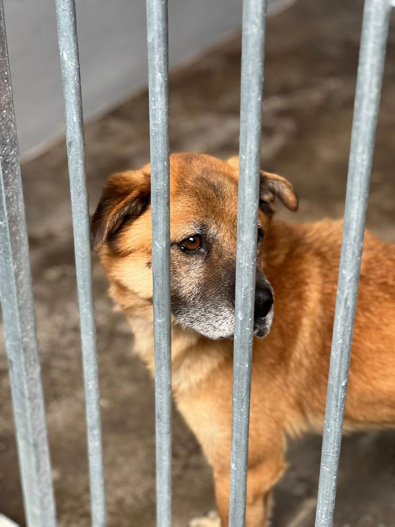 Madeira Friends visit Funchal Kennel 🐾